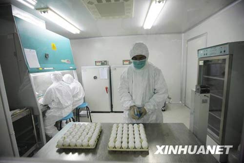 6月8日，科研人員在進行毒株種子批的制備工作。新華社記者 邢廣利 攝