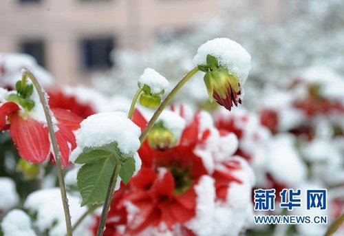 哈爾濱、大慶降下今年入冬以來(lái)第一場(chǎng)雪