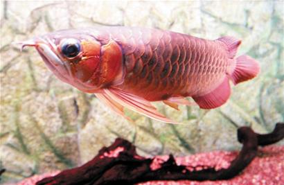 青島龍魚(yú)身價(jià)跳龍門(mén)6萬(wàn)1條 通體泛紅龍年討口彩
