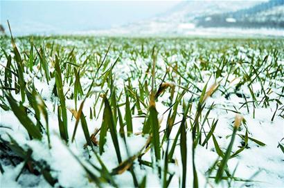 青島龍年首雪連下20小時(shí)氣勢足 49根碘化銀助增雪