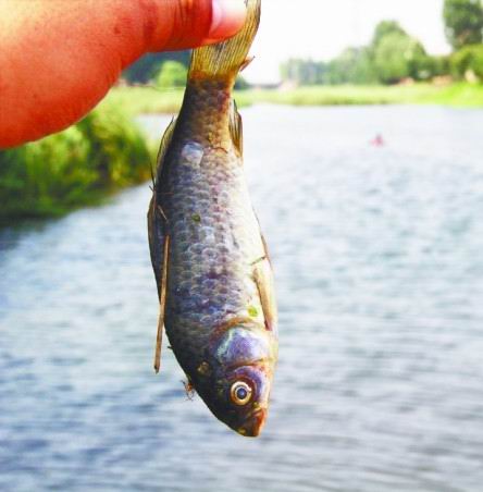城陽(yáng)洪江河2000平水面漂滿死魚(yú)