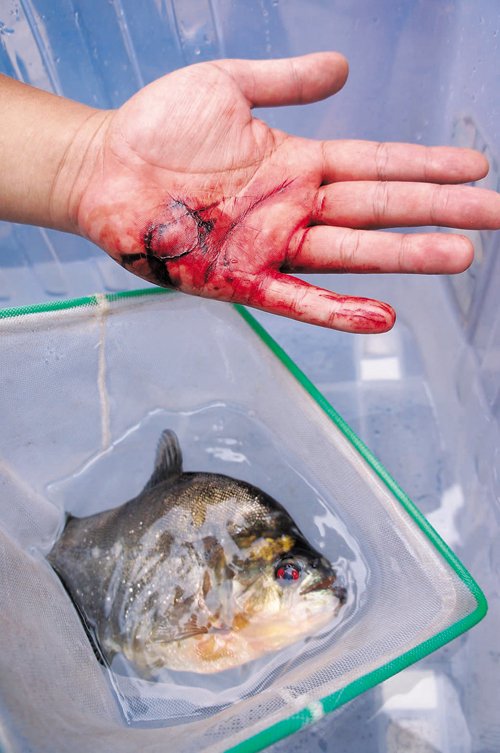 　食人魚(yú)將張先生的手咬傷。本報(bào)記者 卿要林?jǐn)z