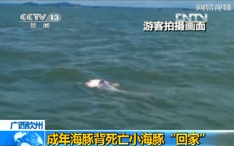 游客實拍成年海豚馱死亡小海豚回家