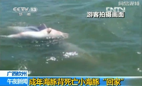 游客實拍成年海豚馱死亡小海豚回家(