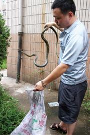 青島流浪黑貓大戰(zhàn)2米長(zhǎng)蛇4野貓助陣 市民害怕關(guān)門(mén)窗