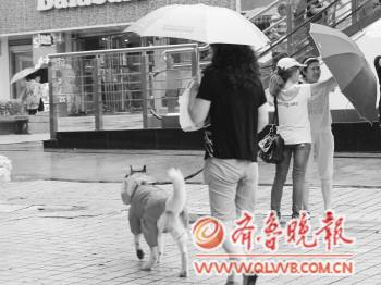宿雨朝不歇青島秋氣清