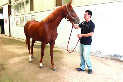 蒙古馬代孕生下歐洲純種馬