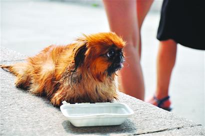 老太心情郁悶抱愛(ài)犬跳海