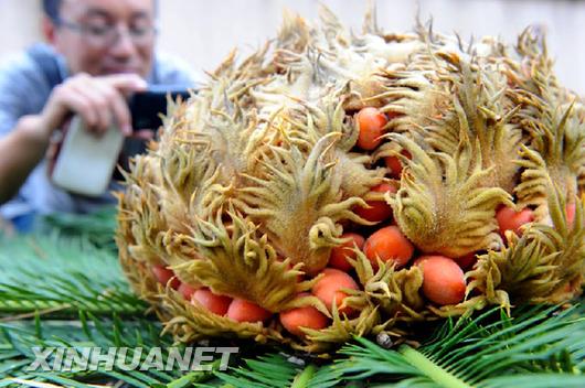 青島一鐵樹開花結滿果實