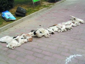 虐貓現(xiàn)場