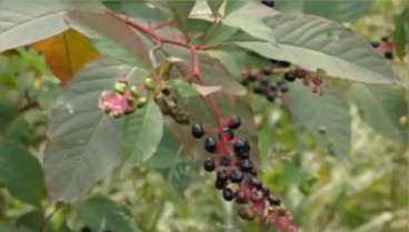 美洲商陸入侵浮山泛濫成災(zāi) 果實紫紅誘人請勿食