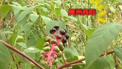美洲商陸入侵浮山泛濫成災(zāi) 果實(shí)紫紅誘人請勿食