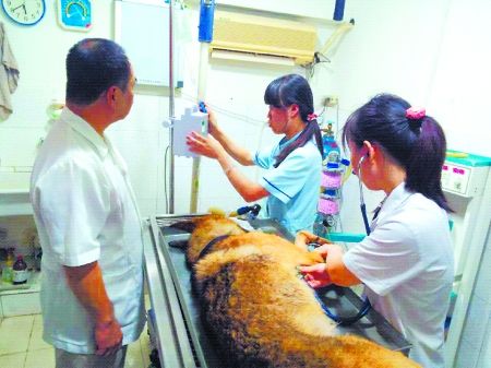 8月11日，搶救中的警犬“雷鳴”