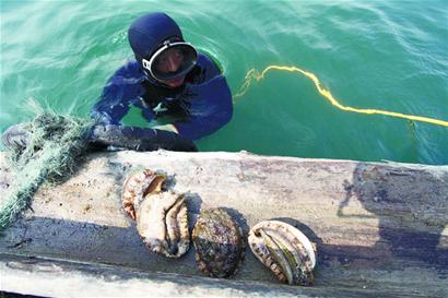 青島秋海參上市 鮮海參百元一斤