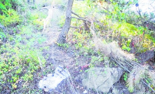 青島漁具店賣絕戶網脫銷 捕鳥人1網放10年每天上浮山收鳥