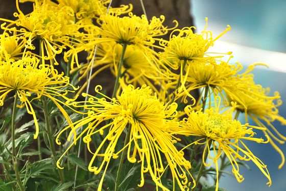青島中山公園30萬(wàn)盆菊花爭(zhēng)奇斗艷