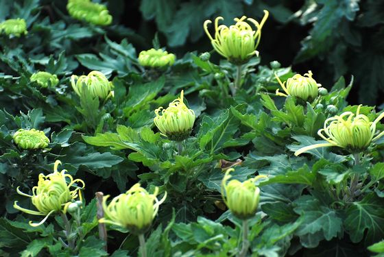 青島中山公園30萬(wàn)盆菊花爭(zhēng)奇斗艷