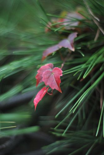 八大關葉色醉人:數(shù)樹深紅出淺黃