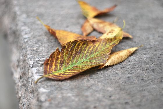 八大關(guān)葉色醉人:數(shù)樹(shù)深紅出淺黃