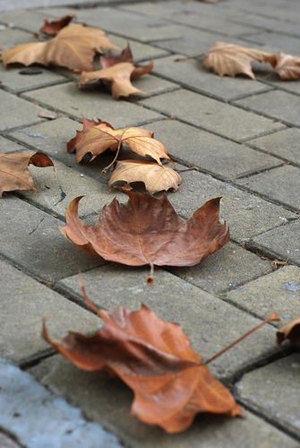 八大關(guān)葉色醉人:數(shù)樹(shù)深紅出淺黃