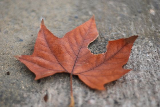 八大關(guān)葉色醉人:數(shù)樹(shù)深紅出淺黃