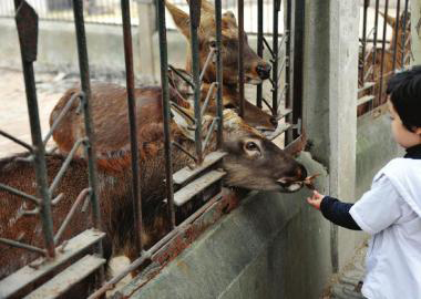  11月2日，成都市動物園里，一名游客喂養(yǎng)鹿群。