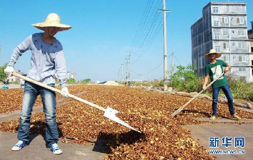 （走基層·喜迎十八大）（5）廣西玉林：特色農(nóng)業(yè)鼓起農(nóng)民錢(qián)袋子