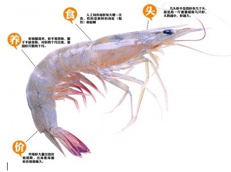 青島養(yǎng)蝦戶(hù):蝦蟹同養(yǎng) 喂蛤蜊喝海水味道堪比野生