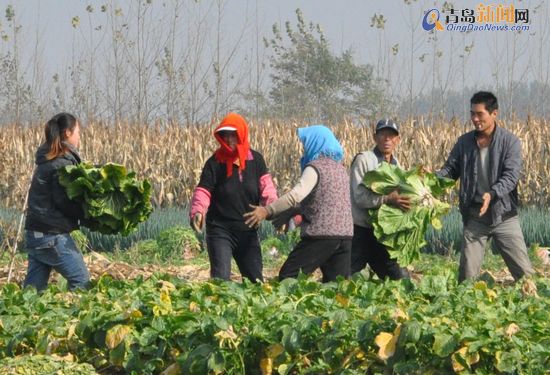 平度白菜豐收銷售遇冷:全民總動(dòng)員拯救菜賤傷農(nóng)