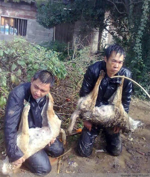 在農(nóng)村偷狗被抓到就是這下場(chǎng)！