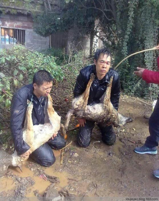 在農(nóng)村偷狗被抓到就是這下場！