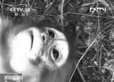 在資溪縣一國(guó)有林場(chǎng)，剛剛被槍殺的獼猴。
