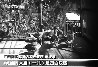 資溪縣珍味農(nóng)家樂(lè)餐廳老板娘介紹，店內(nèi)大雁一只要四百元。