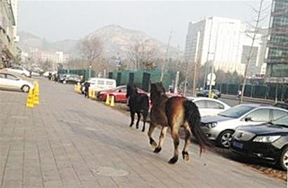 兩賽馬撒歡逛馬路 闖紅燈穿車(chē)流跑六公里