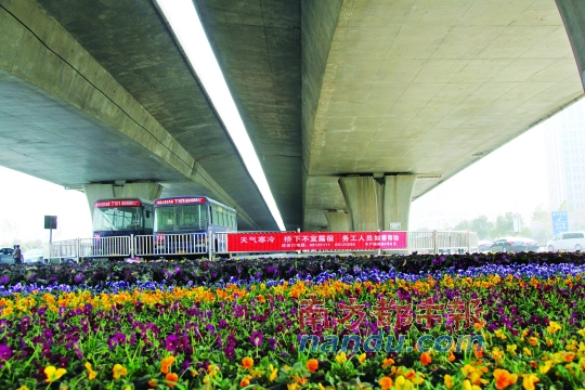 鄭州市中州大道農(nóng)業(yè)路口橋下新擺滿的花盆，旁邊是救助提示語。本版圖片均由南都記者 孫旭陽 攝