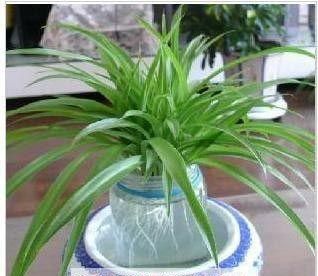 凈化空氣綠植盤點