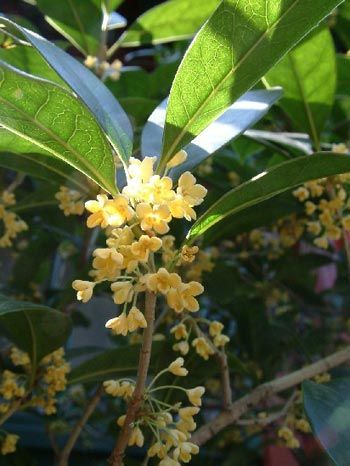 凈化空氣綠植盤點(diǎn)