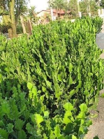 凈化空氣綠植盤點(diǎn)
