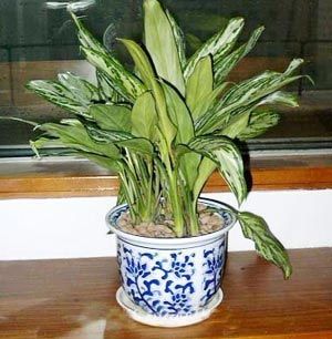 凈化空氣綠植盤點