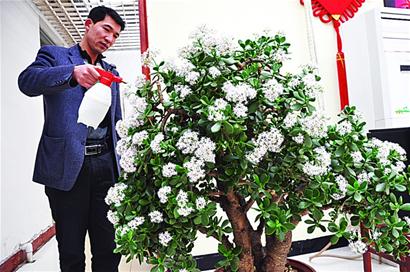 罕見(jiàn)玉樹百年才開(kāi)花 嫁來(lái)島城30年綻芳容