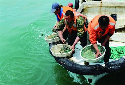 黃島石嶺子、齋堂島兩處人工魚(yú)礁一期項(xiàng)目均已建成 將開(kāi)展垂釣潛水等休閑項(xiàng)目