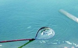 四萬(wàn)尾黑魚(yú)苗突然死亡 水產(chǎn)部門(mén)稱系病毒感染