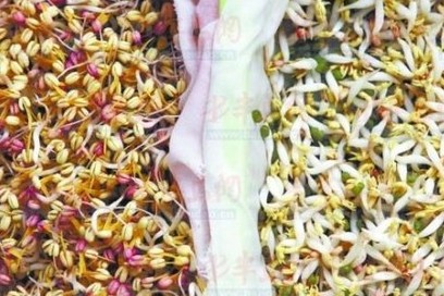 綠豆芽噴生長劑后又白又胖 吃多容易致癌
