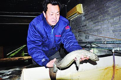 23條娃娃魚賣出20萬 高檔酒店?duì)幭噘?gòu)買