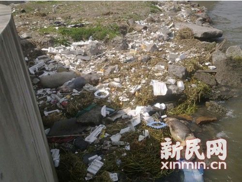 在橫潦涇河堤上，死豬橫七豎八躺著。新民網(wǎng)記者卜春艷 現(xiàn)場(chǎng)回傳