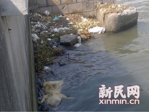 圖說(shuō)：橫潦涇水域內(nèi)也漂浮著死豬。新民網(wǎng)記者卜春艷 現(xiàn)場(chǎng)回傳