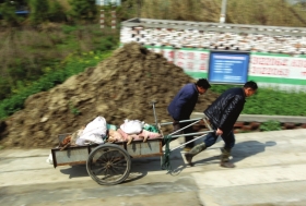 3月15日，新豐鎮(zhèn)竹林村，工作人員用推車將死豬運往病死豬無害化處理池進行處理。