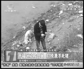 開(kāi)福區(qū)相關(guān)部門(mén)負(fù)責(zé)人在三汊磯大橋湘江邊調(diào)查漂來(lái)的死豬。