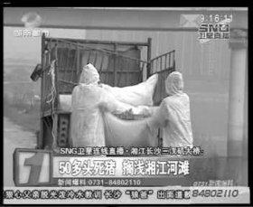 相關(guān)部門(mén)組織附近居民清理死豬。據(jù)現(xiàn)場(chǎng)工作人員稱，這樣的貨車清了好幾車。