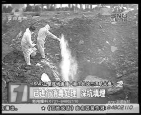 工作人員將死豬在附近深埋處理，拋撒大量消毒粉。視頻截圖